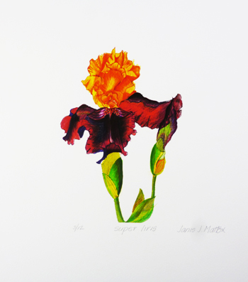 JJM-781 Giclee Unmatted Print "Super Iris", 10x14 - Click Image to Close